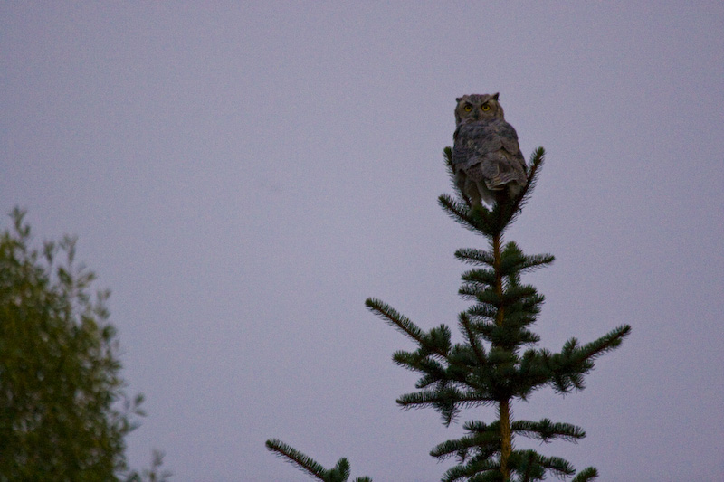 Great Horned Owl In Tree